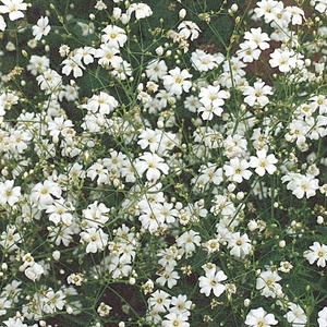 image:imageBurpee Covent Garden White Babys Breath Seeds 800 seeds