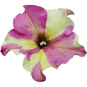 image:imageBurpee Fancy Dress Petunia Seeds 15 seeds