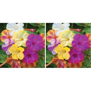 image:imageBurpee Marbles Mix Four OClock Seeds 35 seeds35 seeds Pack of 2