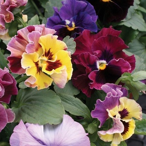 image:imageBurpee Moulin Rouge Pansy Seeds 35 seeds35 seeds