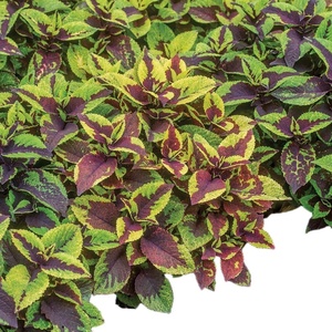 image:imageBurpee Pineapple Surprise Coleus Seeds 25 seeds