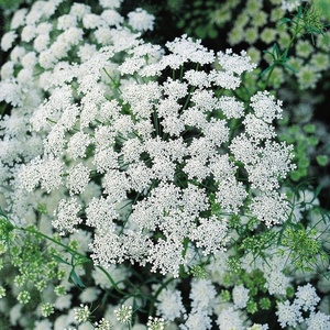 image:imageBurpee Queen Annes Lace Ammi Majus Seeds 500 seeds