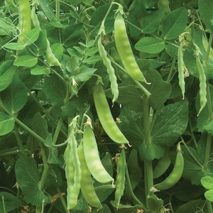 image:imageBurpee Snowbird Pea Seeds 300 seeds