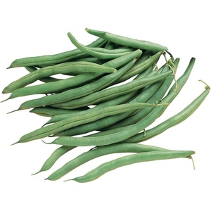 image:imageBurpee Stringless Green Pod Bush Bean Seeds 8 ounces of seedBlue Lake 274 Organic