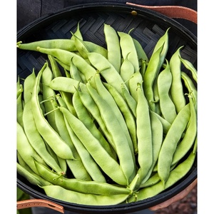 image:imageBurpee Stringless Green Pod Bush Bean Seeds 8 ounces of seedEarly Italian