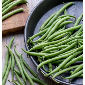 image:imageBurpee Stringless Green Pod Bush Bean Seeds 8 ounces of seedFrench Filet