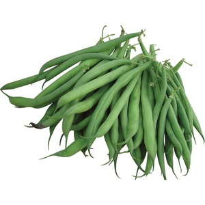 image:imageBurpee Stringless Green Pod Bush Bean Seeds 8 ounces of seedStringless Green Pod