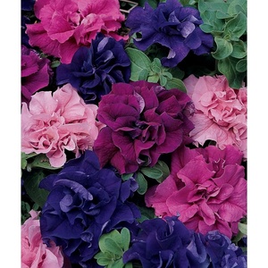 image:imageBurpee Supercascade Red Petunia Seeds 50 seedsBest Hybrid Mix