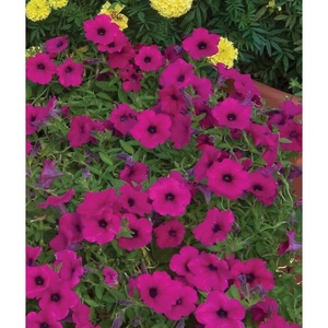 image:imageBurpee Supercascade Red Petunia Seeds 50 seedsPurple Wave
