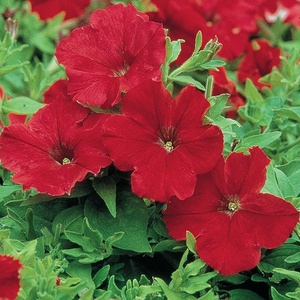 image:imageBurpee Supercascade Red Petunia Seeds 50 seedsSupercascade Red