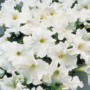 image:imageBurpee Supercascade Red Petunia Seeds 50 seedsSupercascade White