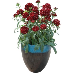 image:imageBurpee Sweet Black Cherry Dianthus Seeds 25 seeds