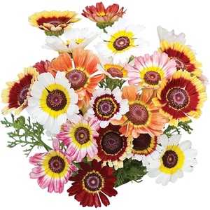 image:imageBurpee Tricolor Daisy Chrysanthemum Seeds 100 seeds