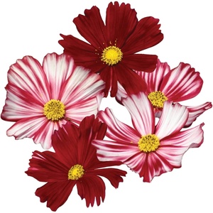 image:imageBurpee Velouette Cosmos Seeds 50 seeds
