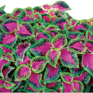 image:imageBurpee Watermelon Coleus Seeds 25 seeds25 Seeds