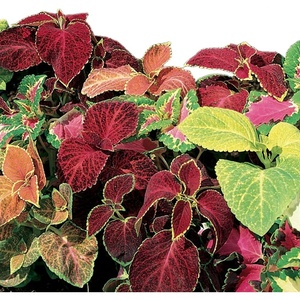 image:imageBurpee Wizard Mixed Colors Coleus Seeds 100 seeds