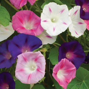 image:imageBurpee Zeeland Hybrid Mix Morning Glory Seeds 75 seedsZeeland