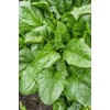 image:imageBurpee A La Carte Hybrid Spinach Seeds 300 seedsA La Carte Hybrid