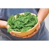 image:imageBurpee A La Carte Hybrid Spinach Seeds 300 seedsOrganic Bloomsdale