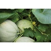 image:imageBurpee Aphrodite Cantaloupe Melon Seeds 25 seeds