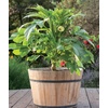 image:imageBurpee Baby Bubba Okra Seeds Compact Okra Variety for Containers amp Home Gardens 60 Seeds