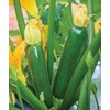 image:imageBurpee Best Zucchini Summer Squash Seeds 20 seeds