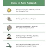 image:imageBurpee Best Zucchini Summer Squash Seeds 20 seeds