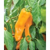 image:imageBurpee Big Daddy Sweet Pepper Seeds 40 seeds