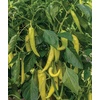 image:imageBurpee Big Guy Hot Pepper Seeds 30 seedsBlazing Banana