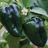 image:imageBurpee Big Guy Hot Pepper Seeds 30 seedsPoblano Ancho