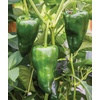 image:imageBurpee Big Guy Hot Pepper Seeds 30 seedsPoblano Ancho