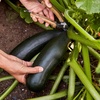 image:imageBurpee Black Beauty Heirloom Zucchini Squash Seeds  NonGMO Summer Squash Direct Sow 45gm Seed Packet for Home GardeningSquash  Black Beauty