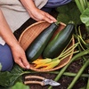 image:imageBurpee Black Beauty Heirloom Zucchini Squash Seeds  NonGMO Summer Squash Direct Sow 45gm Seed Packet for Home GardeningSquash  Black Beauty