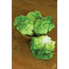 image:imageBurpee Black Seeded Simpson Lettuce Seed Tape 80 per tape500 per packet