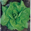image:imageBurpee Black Seeded Simpson Lettuce Seed Tape 80 per tape500 per packet