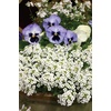image:imageBurpee Black Seeded Simpson Lettuce Seed Tape 80 per tapeCarpet of Snow Alyssum  2500 Seeds