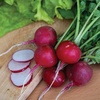 image:imageBurpee Black Seeded Simpson Lettuce Seed Tape 80 per tapeRadish