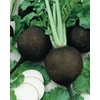 image:imageBurpee Black Spanish Round Radish Seeds 200 seeds