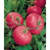 image:imageBurpee BushSteak Hybrid Red Beefsteak Slicing Tomato 40 NonGMO SeedsBrandy Boy Hybrid