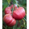 image:imageBurpee BushSteak Hybrid Red Beefsteak Slicing Tomato 40 NonGMO SeedsBrandy Boy Hybrid