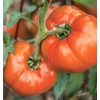 image:imageBurpee BushSteak Hybrid Red Beefsteak Slicing Tomato 40 NonGMO SeedsBush Steak