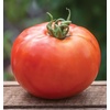 image:imageBurpee BushSteak Hybrid Red Beefsteak Slicing Tomato 40 NonGMO SeedsBush Steak