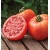 image:imageBurpee BushSteak Hybrid Red Beefsteak Slicing Tomato 40 NonGMO SeedsBush Steak