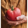 image:imageBurpee BushSteak Hybrid Red Beefsteak Slicing Tomato 40 NonGMO SeedsDelicious Beefsteak