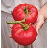 image:imageBurpee BushSteak Hybrid Red Beefsteak Slicing Tomato 40 NonGMO SeedsMortgage Lifter Heirloom