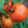 image:imageBurpee BushSteak Hybrid Red Beefsteak Slicing Tomato 40 NonGMO SeedsOrange Wellington Hybrid