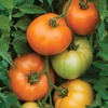 image:imageBurpee BushSteak Hybrid Red Beefsteak Slicing Tomato 40 NonGMO SeedsOrange Wellington Hybrid