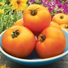 image:imageBurpee BushSteak Hybrid Red Beefsteak Slicing Tomato 40 NonGMO SeedsOrange Wellington Hybrid