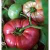 image:imageBurpee BushSteak Hybrid Red Beefsteak Slicing Tomato 40 NonGMO SeedsSteak Sandwich Hybrid