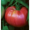 image:imageBurpee BushSteak Hybrid Red Beefsteak Slicing Tomato 40 NonGMO SeedsSteak Sandwich Hybrid
